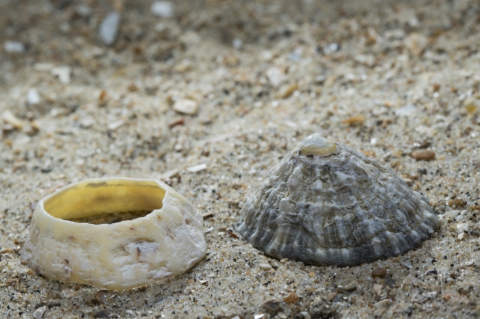 Shell of common limpet