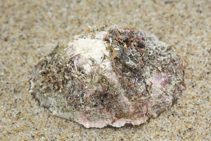 Shell of rough limpet Shell of rough limpet