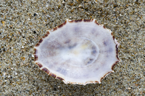 Shell of rough limpet