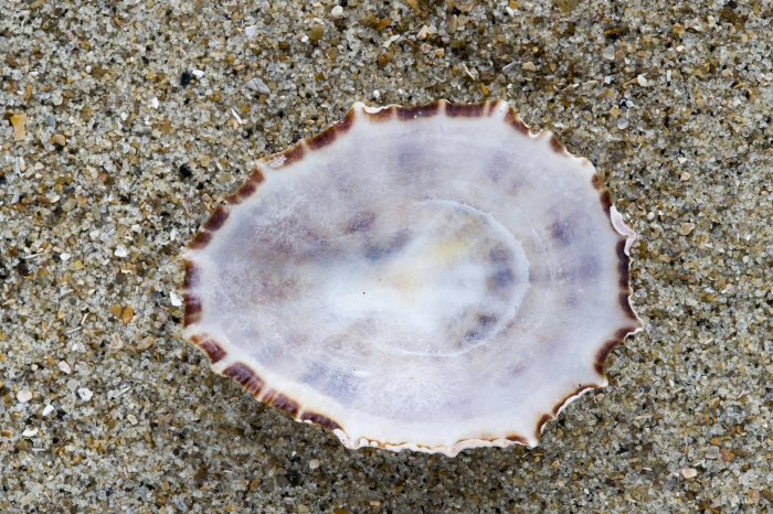 Shell of rough limpet Shell of rough limpet
