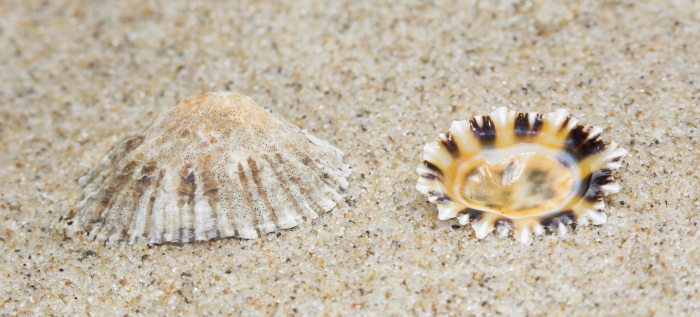 Shell of black-footed limpet