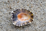 Shell of black-footed limpet