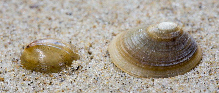 Shell blue-rayed limpet
