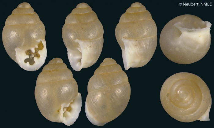 Euchondrus pseudovularis Forcart, 1981 Euchondrus pseudovularis Forcart, 1981