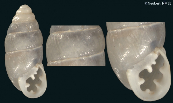 Chondrus septemdentatus var. albulus Mousson, 1861 Chondrus septemdentatus var. albulus Mousson, 1861
