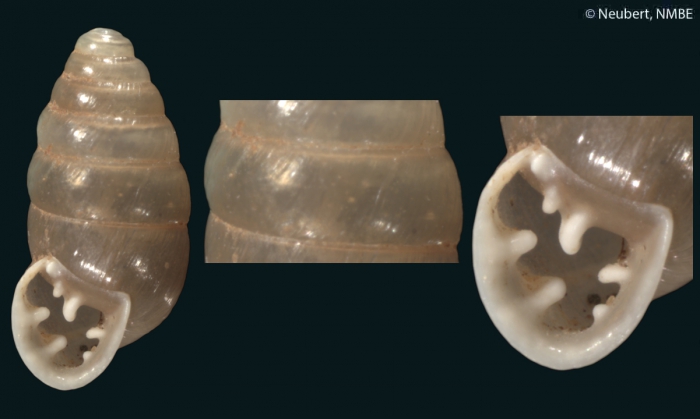 Pupa chondriformis Mousson, 1861 Pupa chondriformis Mousson, 1861