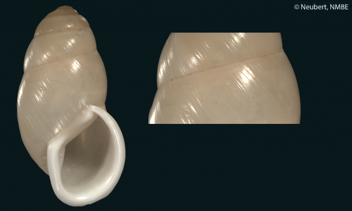 Bulimus labrosus var. diminutus Mousson, 1861 Bulimus labrosus var. diminutus Mousson, 1861