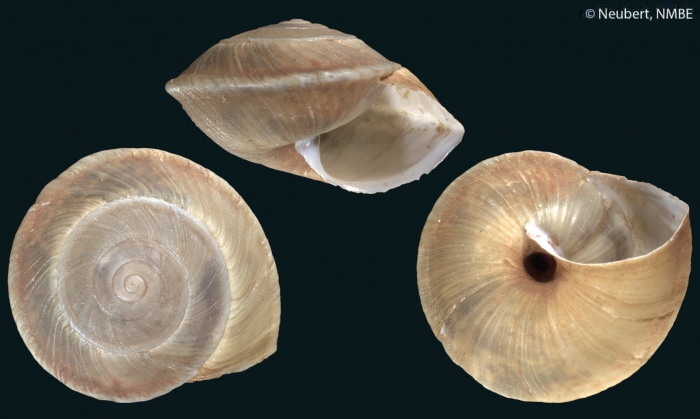 Helix genezarethana Mousson, 1861