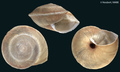 Mollusca (molluscs)