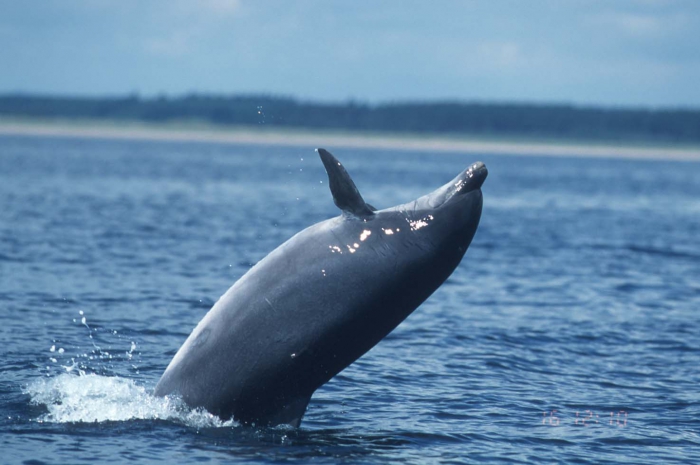 Tursiops truncatus - bottlenose dolphin Tursiops truncatus - bottlenose dolphin