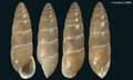 Mollusca (molluscs)