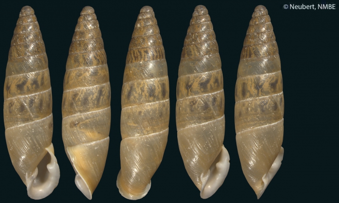 Eubrephulus bicallosus (L. Pfeiffer, 1847) Eubrephulus bicallosus (L. Pfeiffer, 1847)