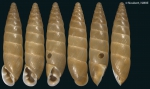 Eubrephulus orientalis (L. Pfeiffer, 1848)