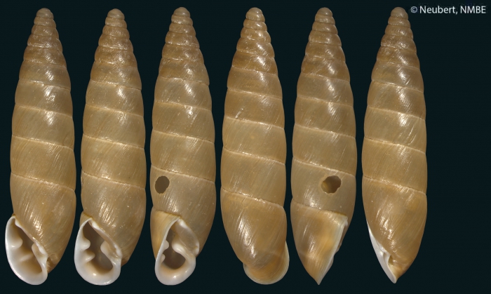 Eubrephulus orientalis (L. Pfeiffer, 1848) Eubrephulus orientalis (L. Pfeiffer, 1848)