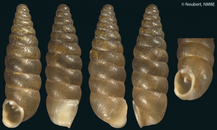 Amphiscopus substurmii (Retowski, 1887) Amphiscopus substurmii (Retowski, 1887)