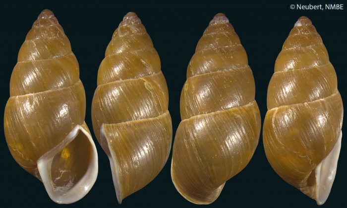 Megalena crassa (Retowski, 1887)