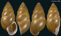 Mollusca (molluscs)