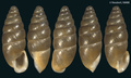 Mollusca (molluscs)