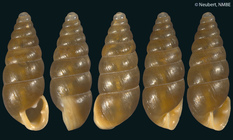 Spaniodonta diodon (Retowski, 1883)