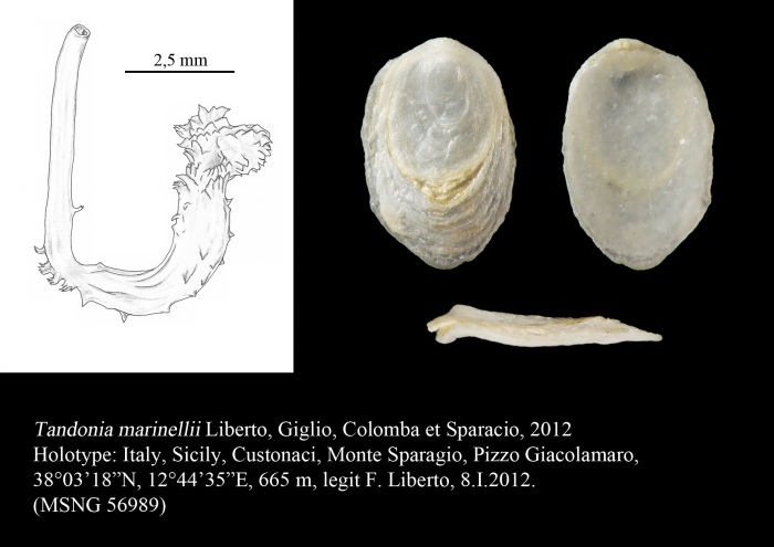 Tandonia marinellii Liberto, Giglio, Colomba & Sparacio, 2012