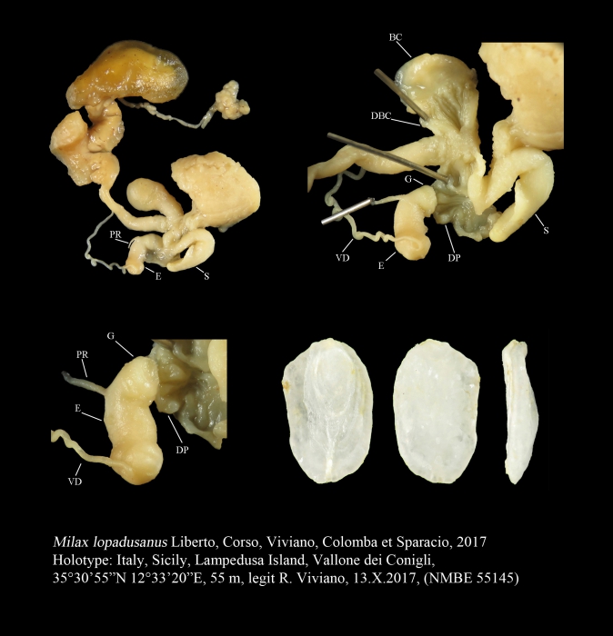 Milax lopadusanus Liberto, Corso, Viviano, Colomba & Sparacio, 2017 Milax lopadusanus Liberto, Corso, Viviano, Colomba & Sparacio, 2017