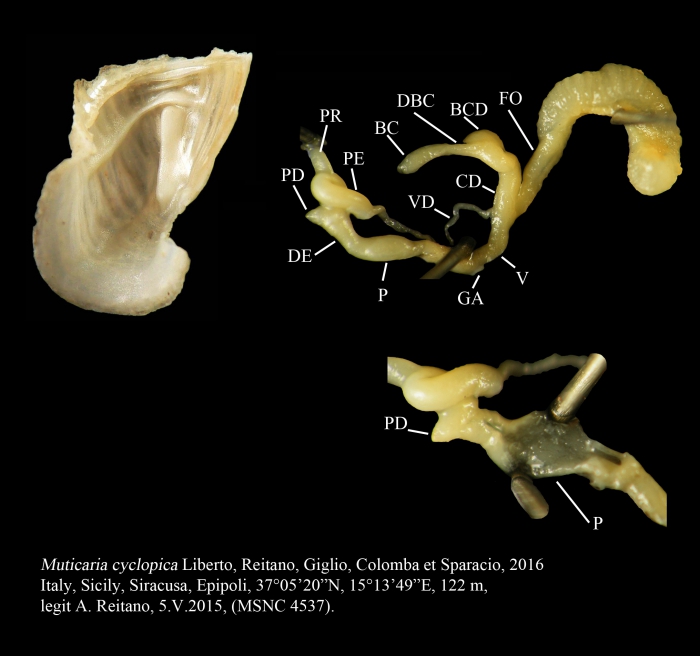 Muticaria cyclopica Liberto, Reitano, Giglio, Colomba & Sparacio, 2016