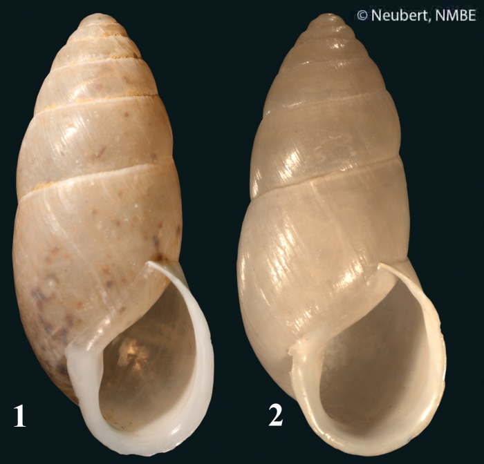 Buliminus alepensis (L. Pfeiffer, 1841) Buliminus alepensis (L. Pfeiffer, 1841)