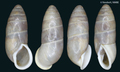 Mollusca (molluscs)