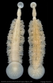 Branchellion spindolaorum