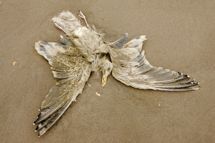 Cadaver European herring gull