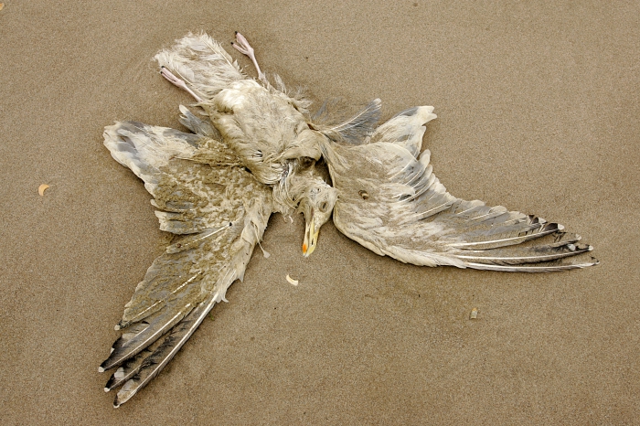 Cadaver European herring gull Cadaver European herring gull