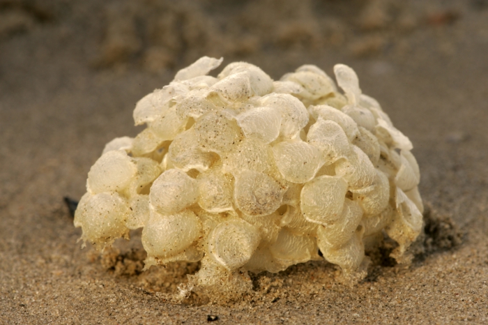 Egg capsules whelk