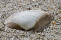 Mollusca (molluscs)