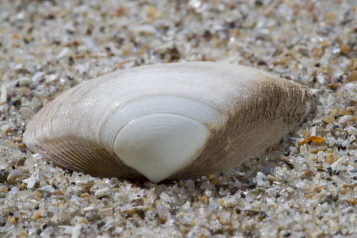 Shell subtruncate surf clam