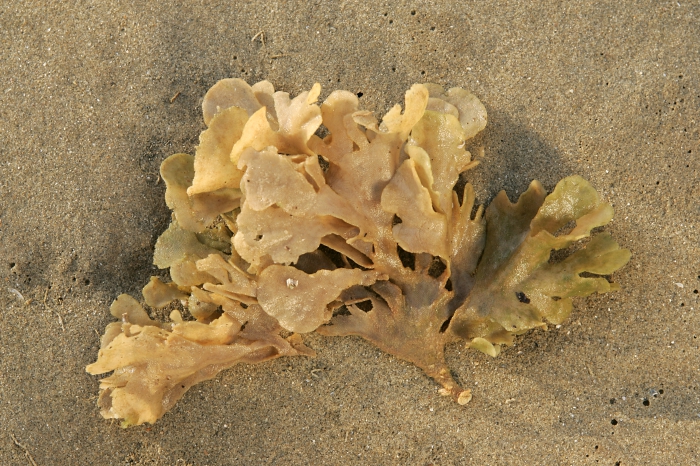 Greater hornwrack Greater hornwrack