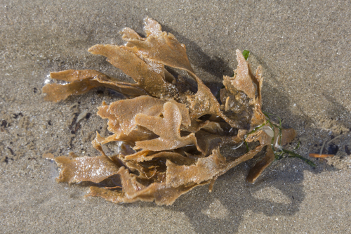 Greater hornwrack