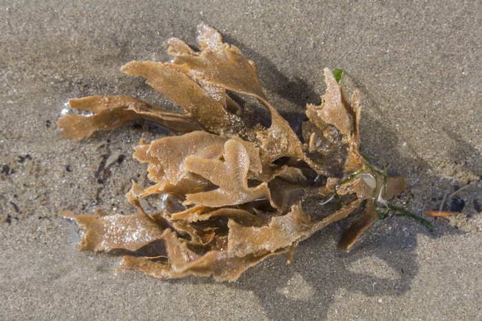Greater hornwrack Greater hornwrack