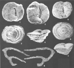 Sahulia barkeri (Hofker) identified specimens