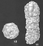 Bigenerina nodosaria d'Orbigny identified specimen
