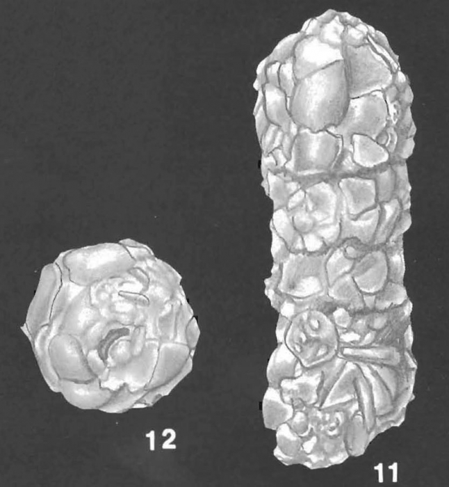 Bigenerina nodosaria d'Orbigny identified specimen Bigenerina nodosaria d'Orbigny identified specimen