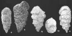 Textularia agglutinans d'Orbigny identified specimens