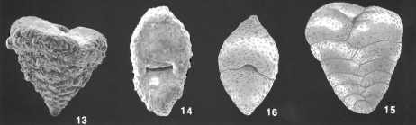 Textularia lateralis Lalicker identified specimens