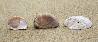 Shells of American slipper limpets