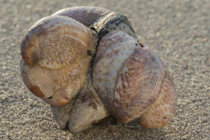 Chain of American slipper limpets