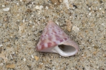 Shell painted topsnail