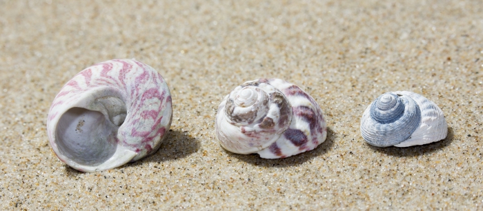 Shell turban topsnail Shell turban topsnail