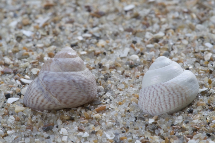 Fossil shell pointed topsnail