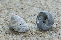 Fosile shell grey topshell