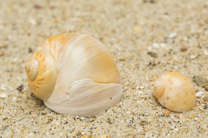 Large necklace shell (left) and common necklace shell (right)