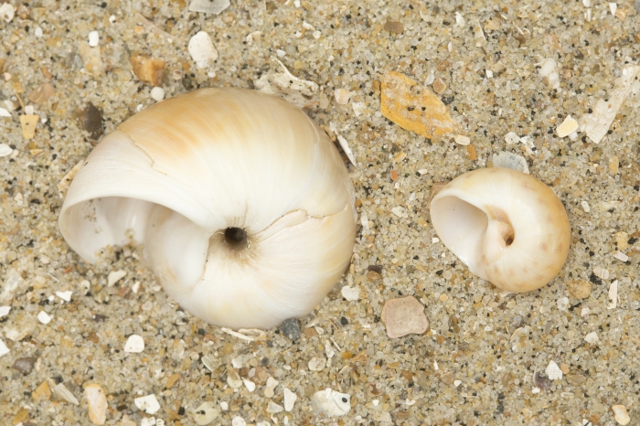 Large necklace shell (left) and common necklace shell (right)